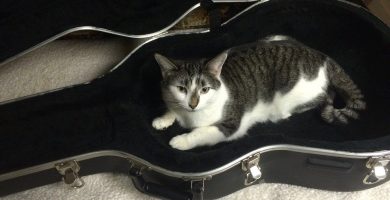 Gato, Estuche De Guitarra, Animales, Caso, Guitarra